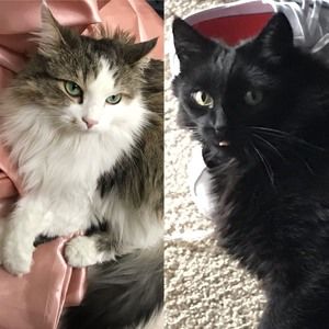 Meet your Posher, Tami